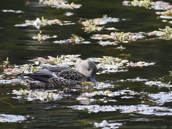 Falcated Duck Unknown Spots Wed, 11/7/2018