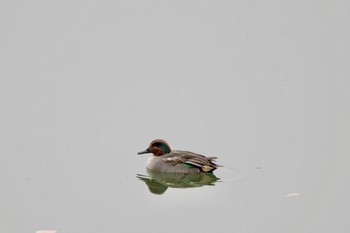 2024年1月20日(土) みさか桃源郷公園の野鳥観察記録