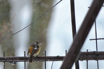 2024年1月20日(土) 西湖野鳥の森公園の野鳥観察記録