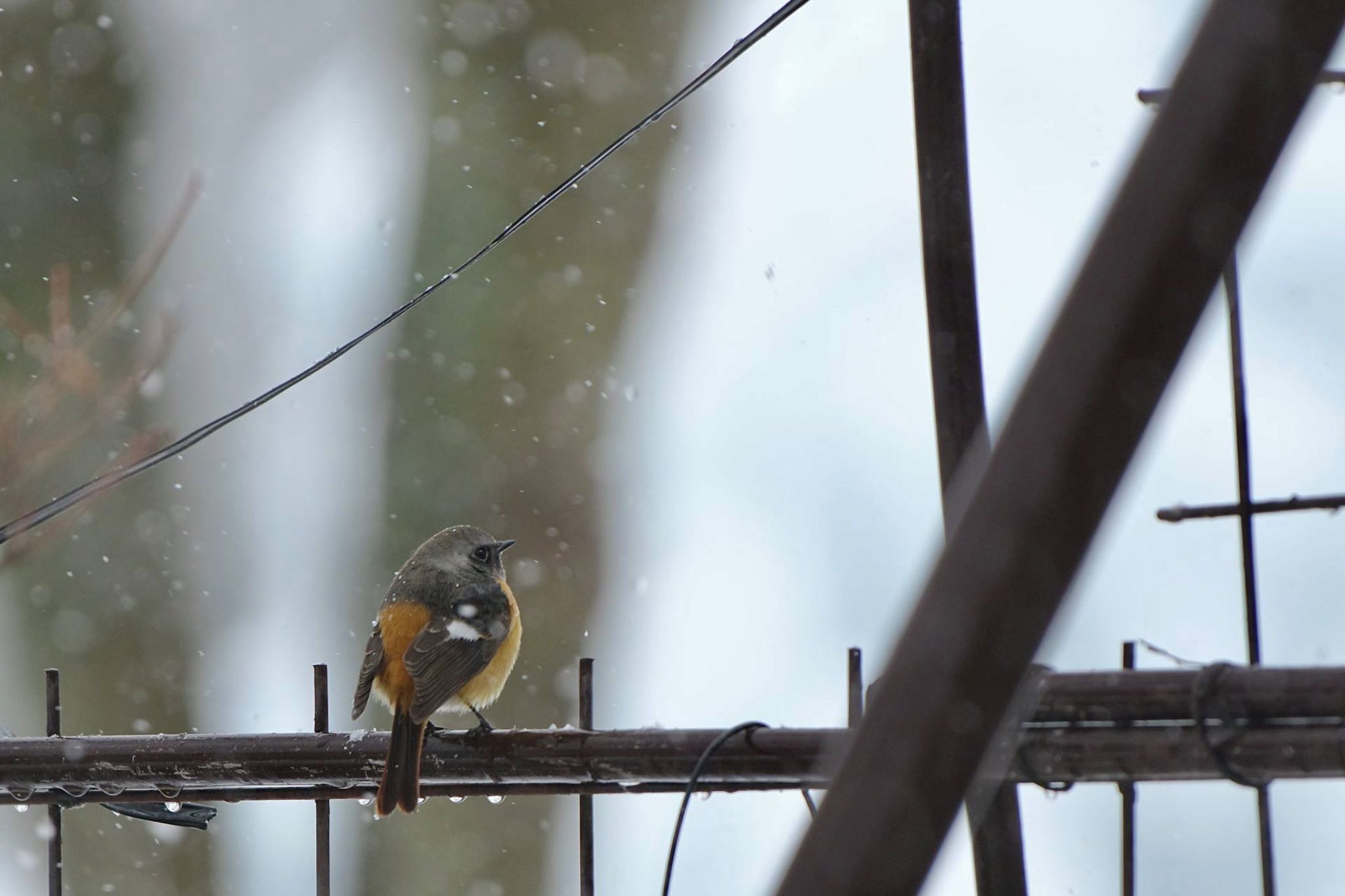 Daurian Redstart