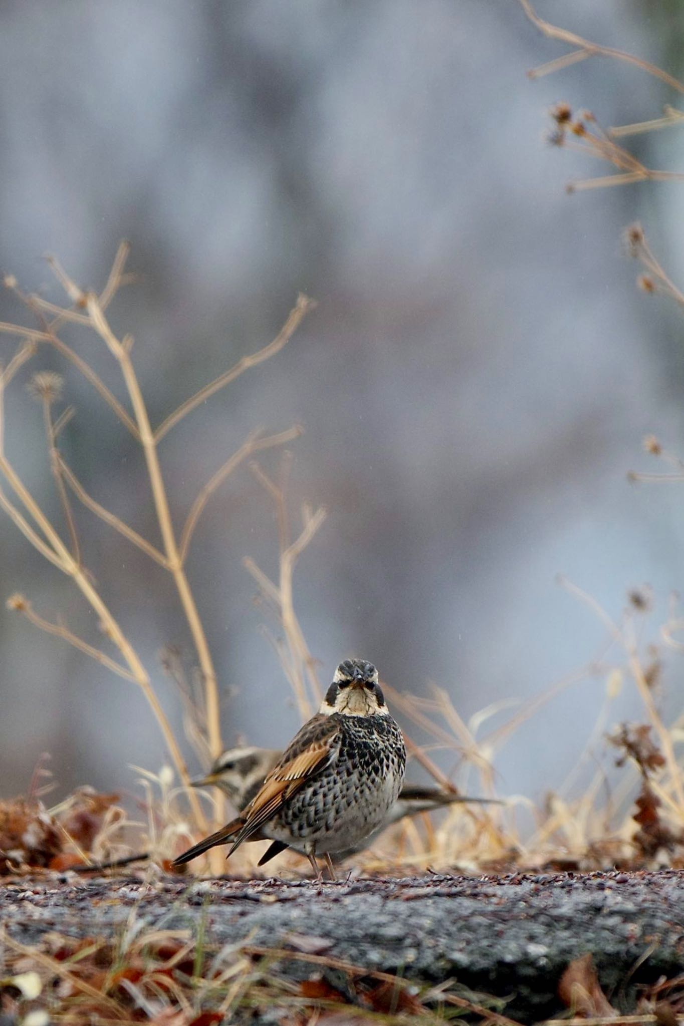 Dusky Thrush