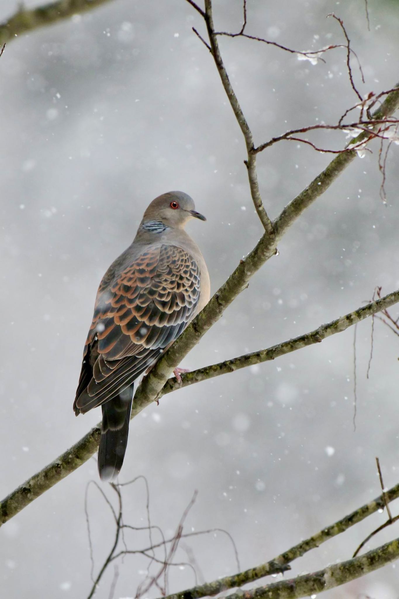 Photo of Oriental Turtle Dove at 西湖野鳥の森公園 by 關本 英樹
