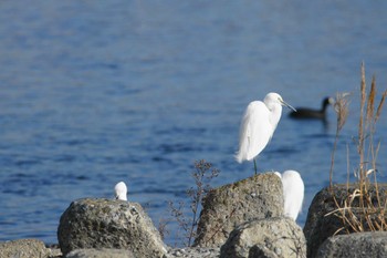 コサギ 酒匂川 2024年1月5日(金)