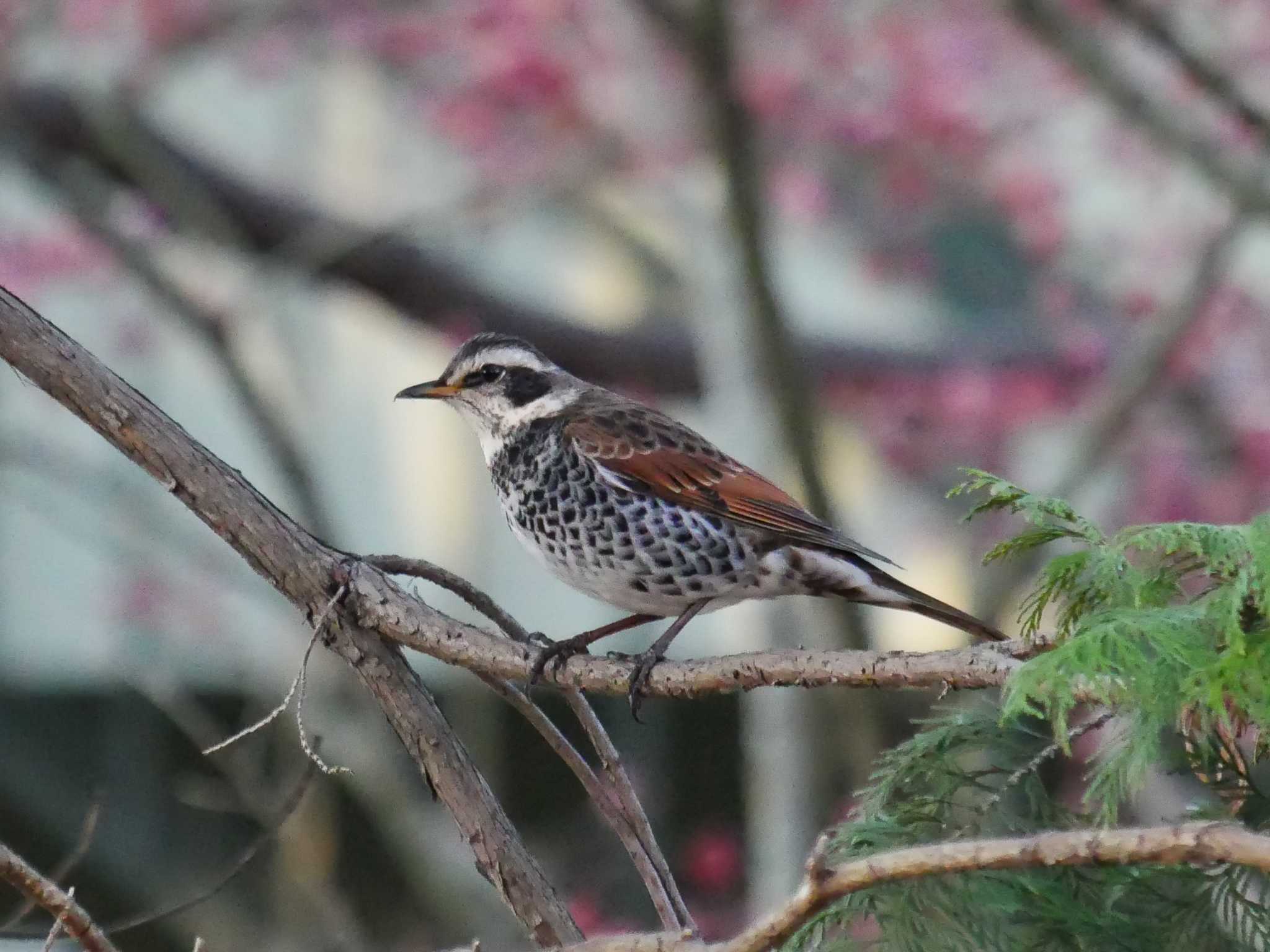 Photo of Dusky Thrush at 東京都 by アカウント8018