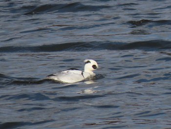 Smew 平筒沼(宮城県登米市) Fri, 1/19/2024