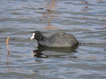 Eurasian Coot 平筒沼(宮城県登米市) Fri, 1/19/2024