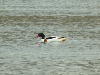 2024年1月20日(土) 大和川の野鳥観察記録