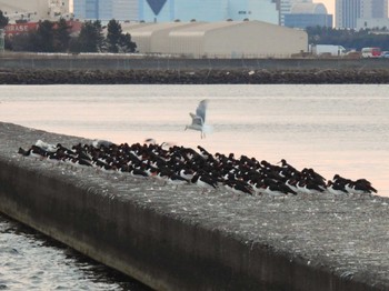 ミヤコドリ ふなばし三番瀬海浜公園 2024年1月20日(土)