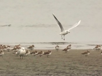 ズグロカモメ ふなばし三番瀬海浜公園 2024年1月20日(土)