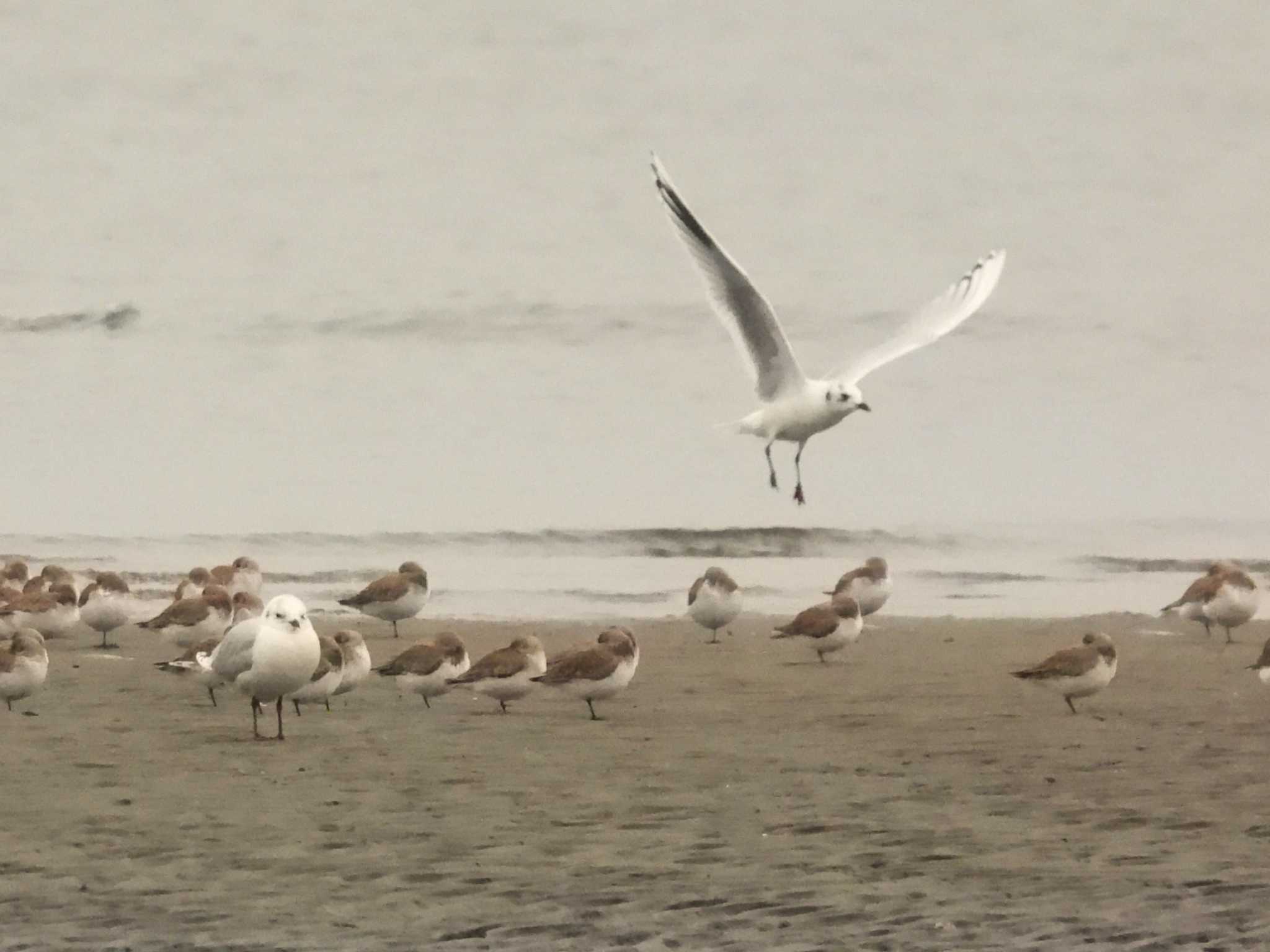 Saunders's Gull