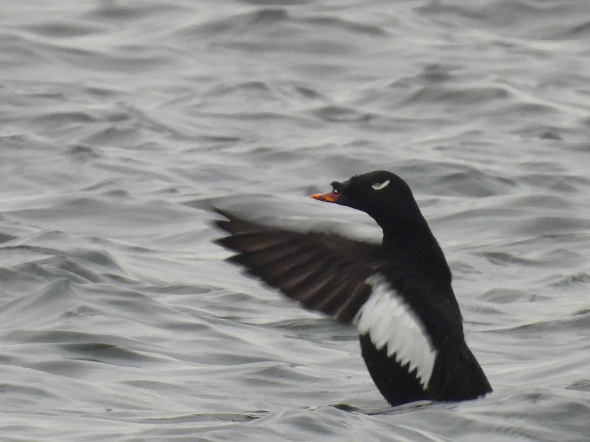 White-winged Scoter