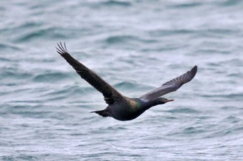 Pelagic Cormorant 歯舞漁港(根室) Wed, 1/17/2024