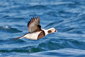Long-tailed Duck 歯舞漁港(根室) Wed, 1/17/2024