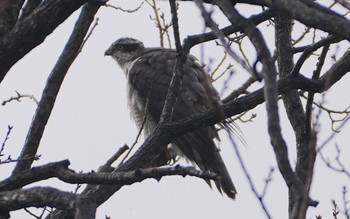 2024年1月20日(土) 大泉緑地の野鳥観察記録