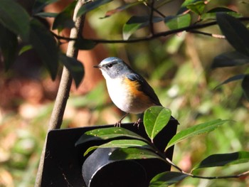 Red-flanked Bluetail Unknown Spots Fri, 12/29/2023