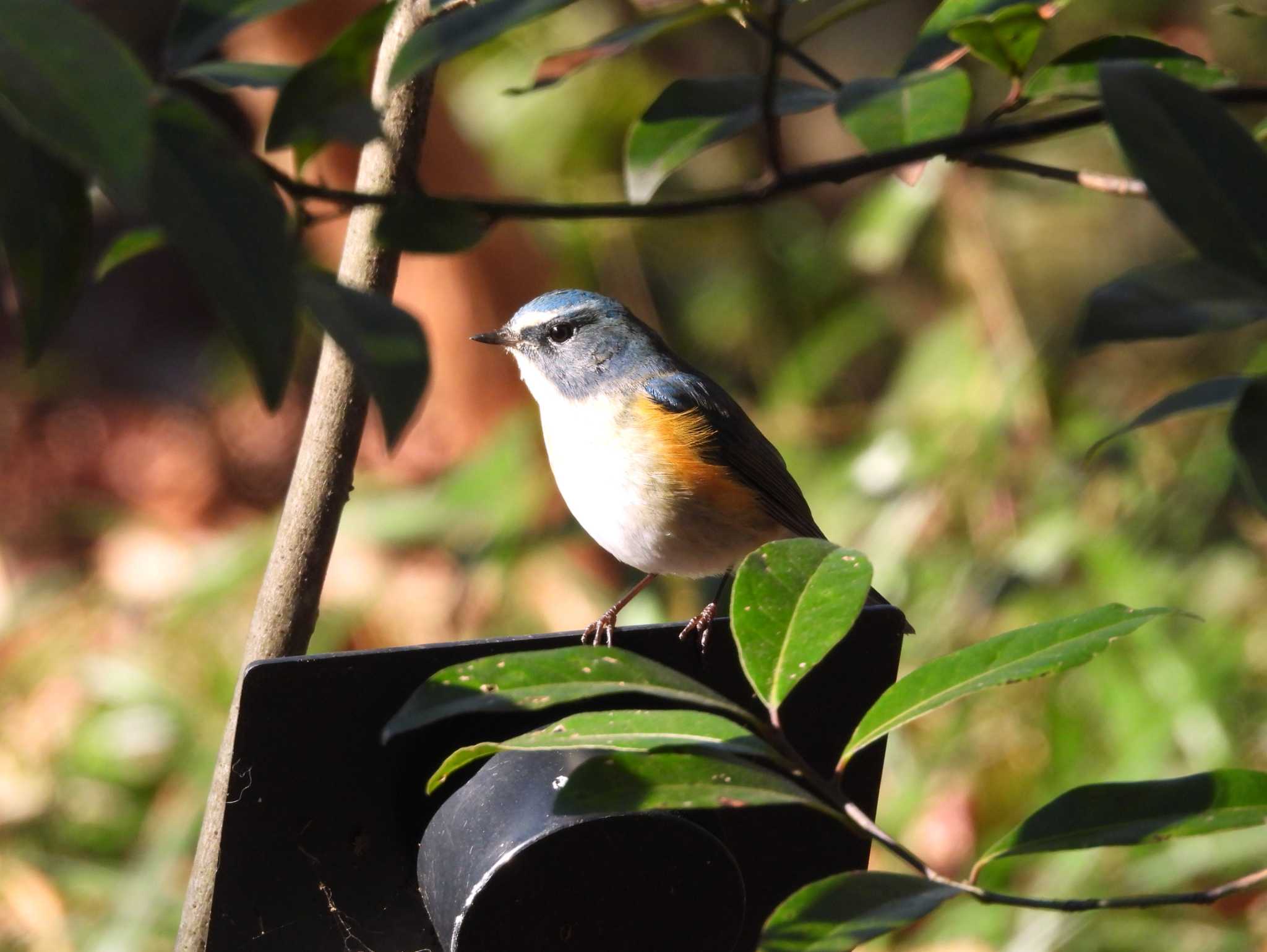 Photo of Red-flanked Bluetail at  by こつめ