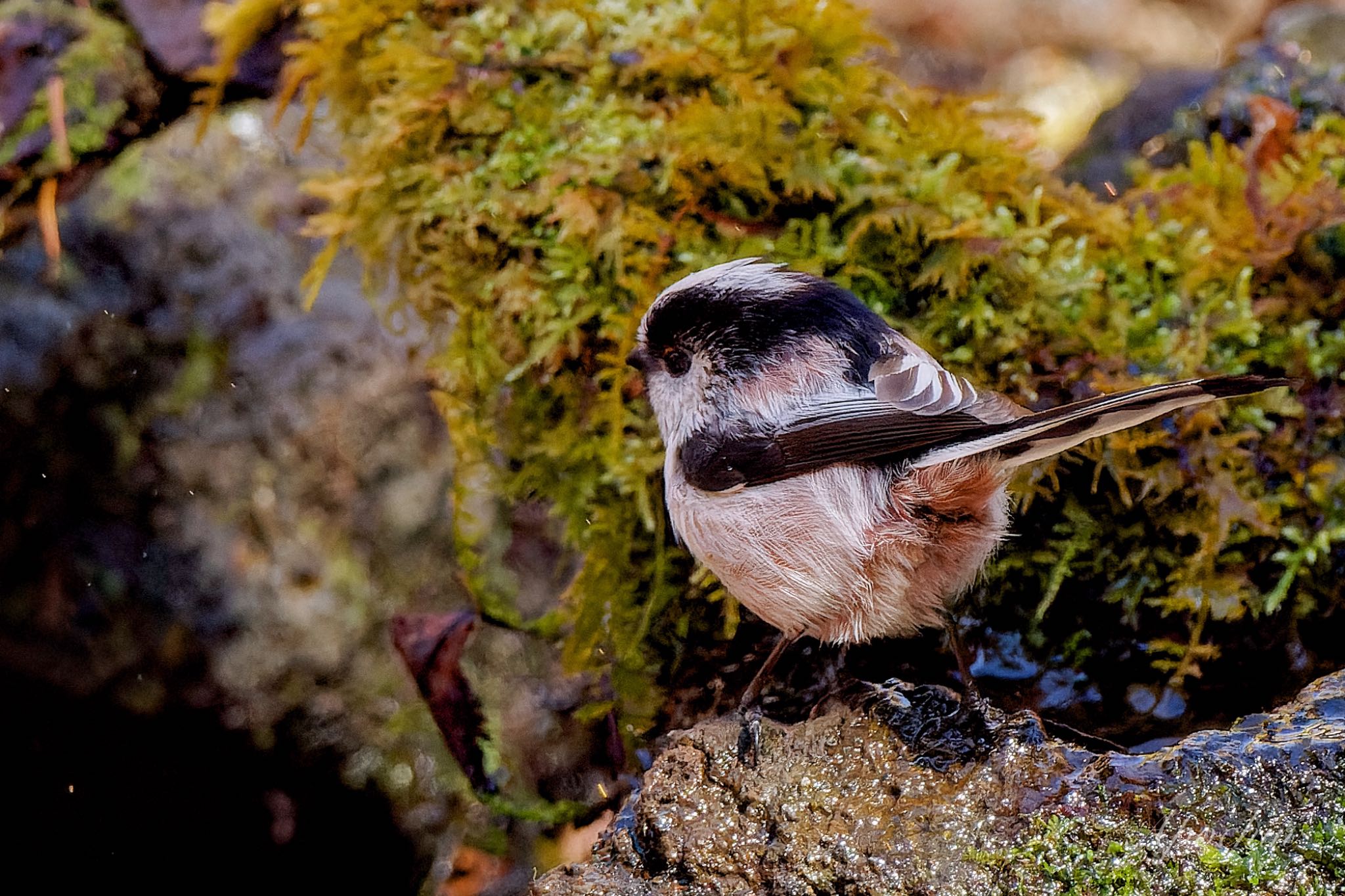 Long-tailed Tit