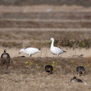 2024年1月20日(土) 伊豆沼の野鳥観察記録