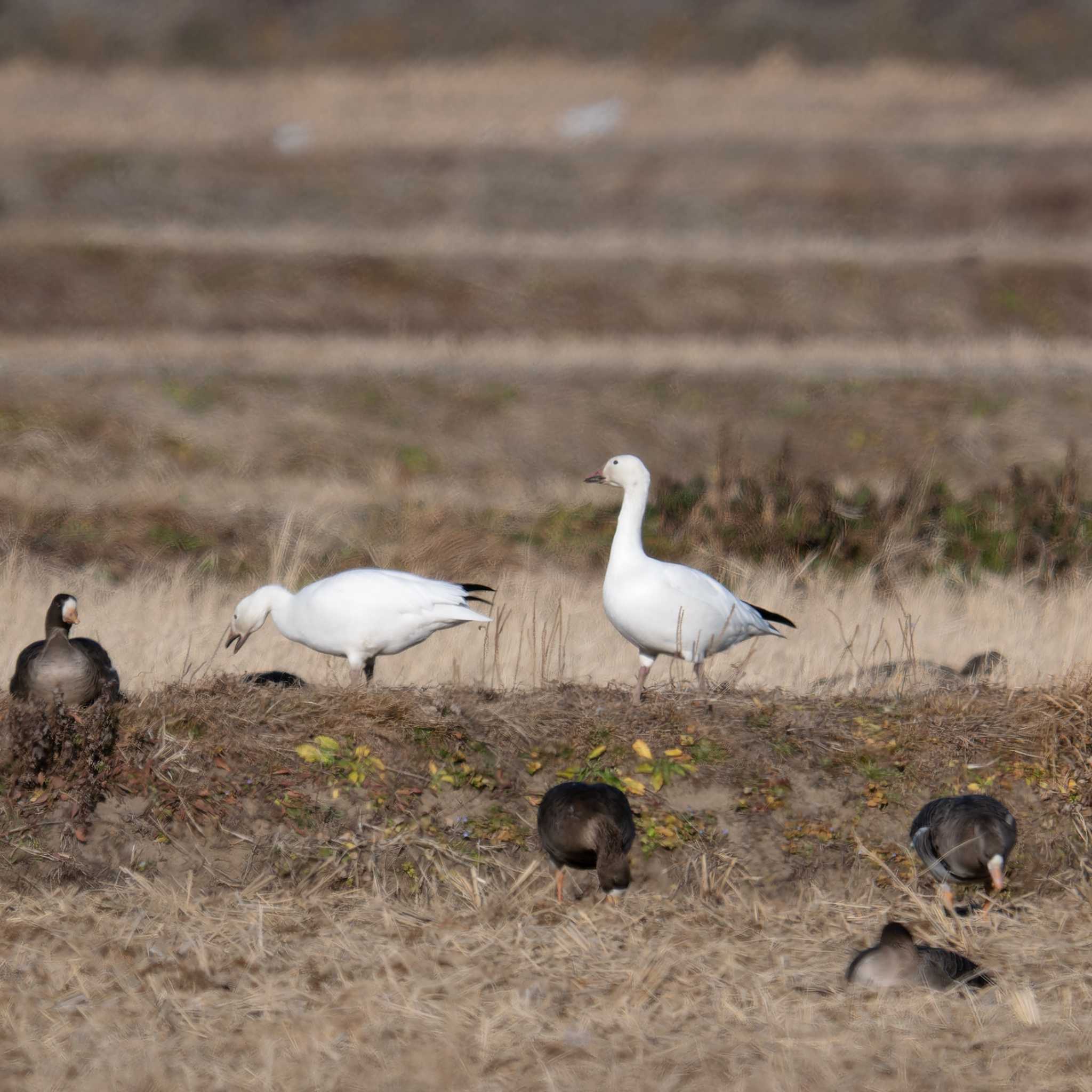 Photo of Snow Goose at Izunuma by LeoLeoNya