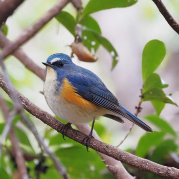 Red-flanked Bluetail 姫路市自然観察の森 Sat, 1/20/2024