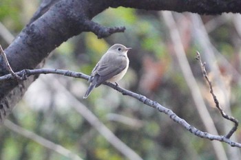 2024年1月5日(金) 大阪城公園の野鳥観察記録