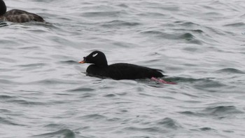 2024年1月20日(土) ふなばし三番瀬海浜公園の野鳥観察記録