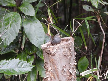 Grey Bunting Hikarigaoka Park Sat, 1/20/2024