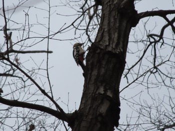 2024年1月20日(土) 群馬 境御嶽山自然の森公園の野鳥観察記録