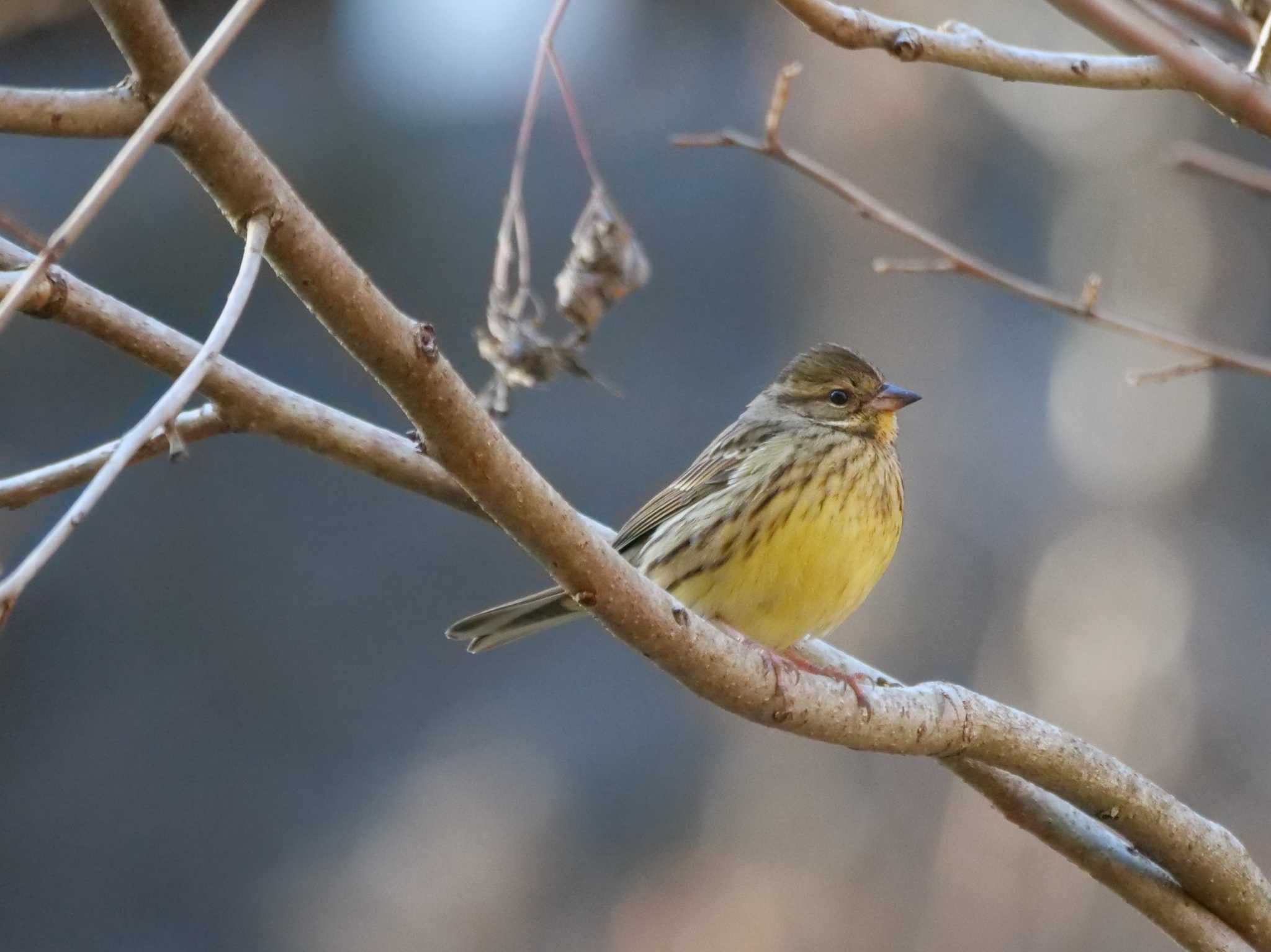 秩父 アオジの写真 by little birds