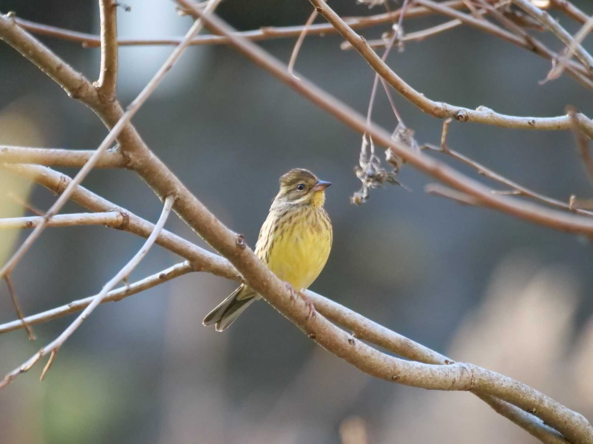 アオジ3態。　おっとりしたところが良いですね。 by little birds