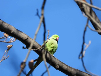 ワカケホンセイインコ 江古田の森公園 2024年1月14日(日)