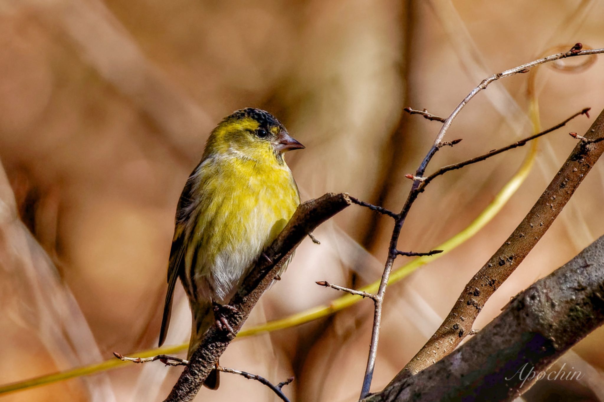 Eurasian Siskin