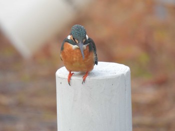 2024年1月19日(金) 七本木池公園(半田市)の野鳥観察記録