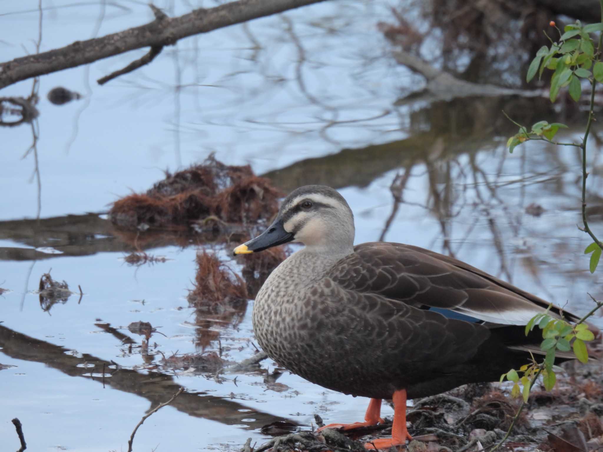 Eastern Spot-billed Duck