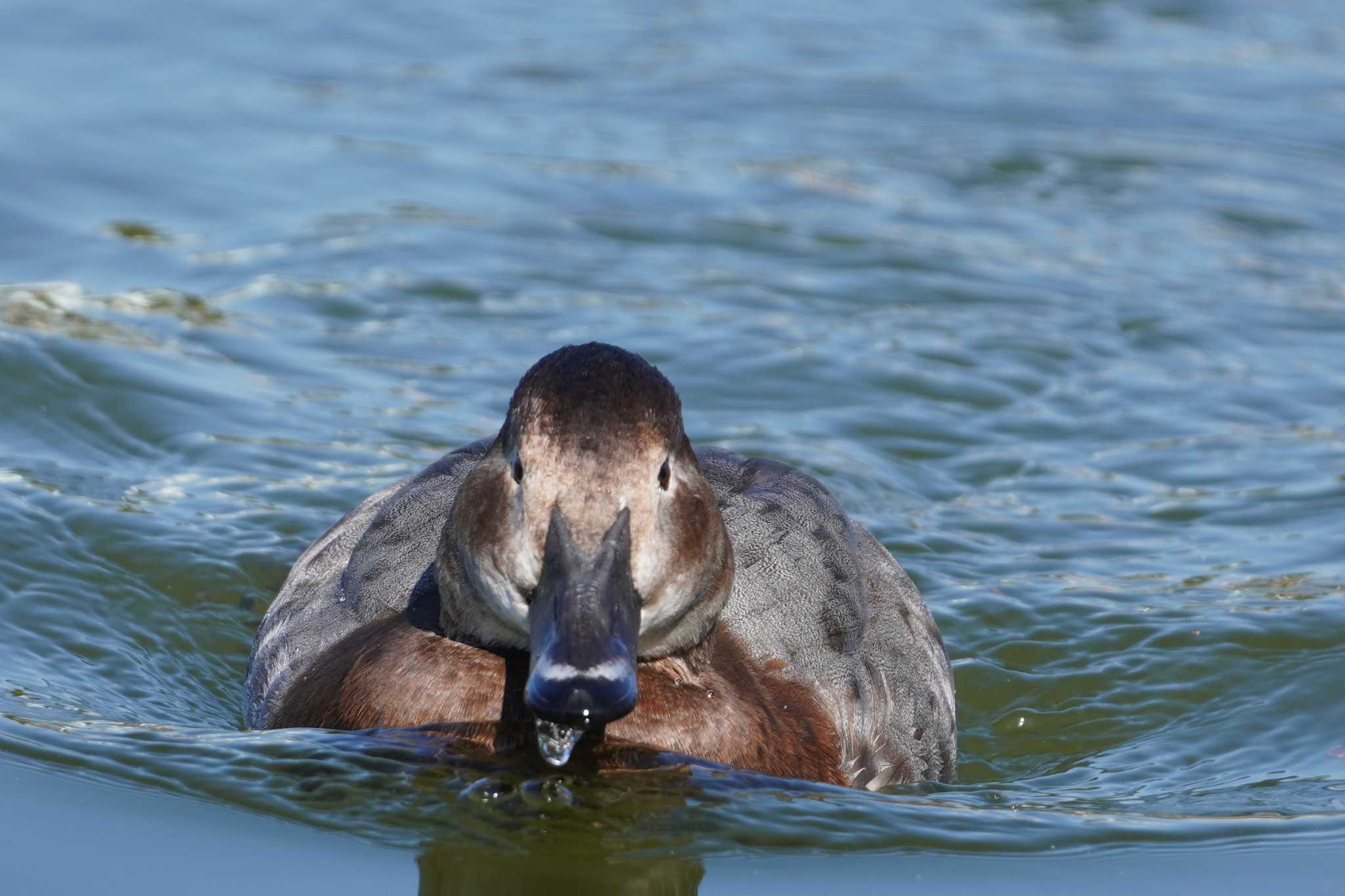 Common Pochard