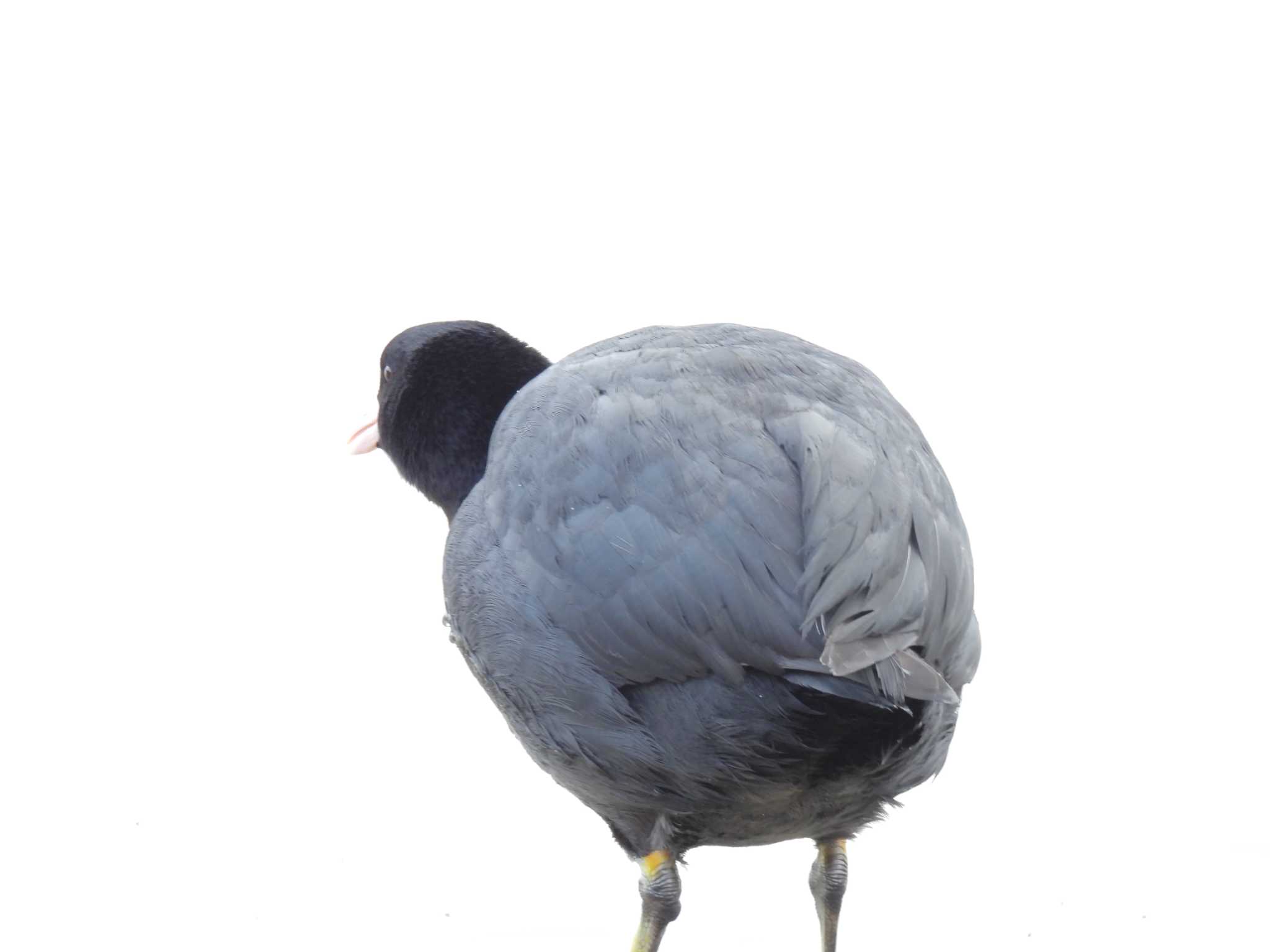 Eurasian Coot