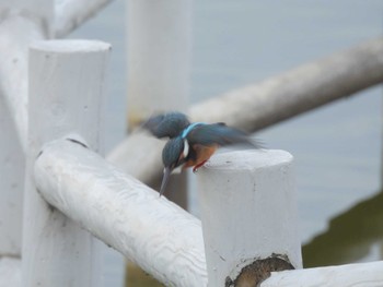 カワセミ 七本木池公園(半田市) 2024年1月19日(金)