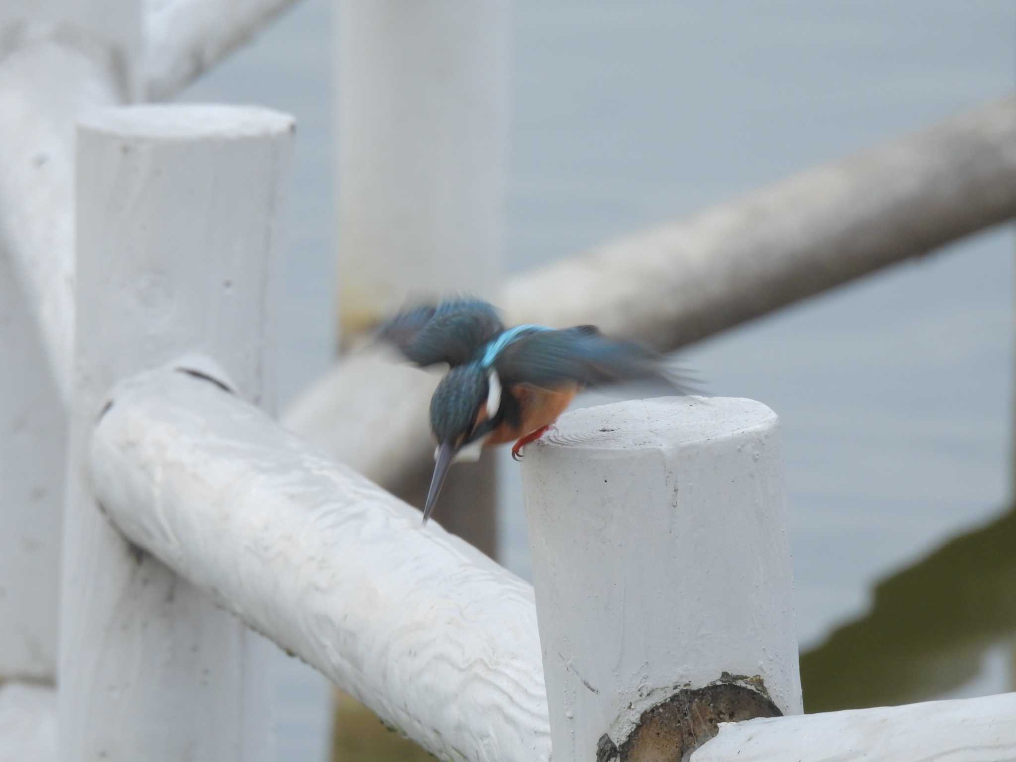 七本木池公園(半田市) カワセミの写真 by よしお