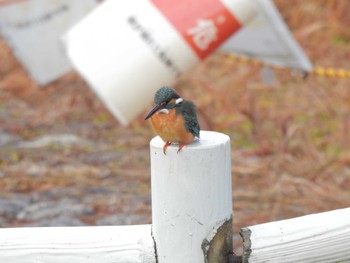 Common Kingfisher 七本木池公園(半田市) Fri, 1/19/2024