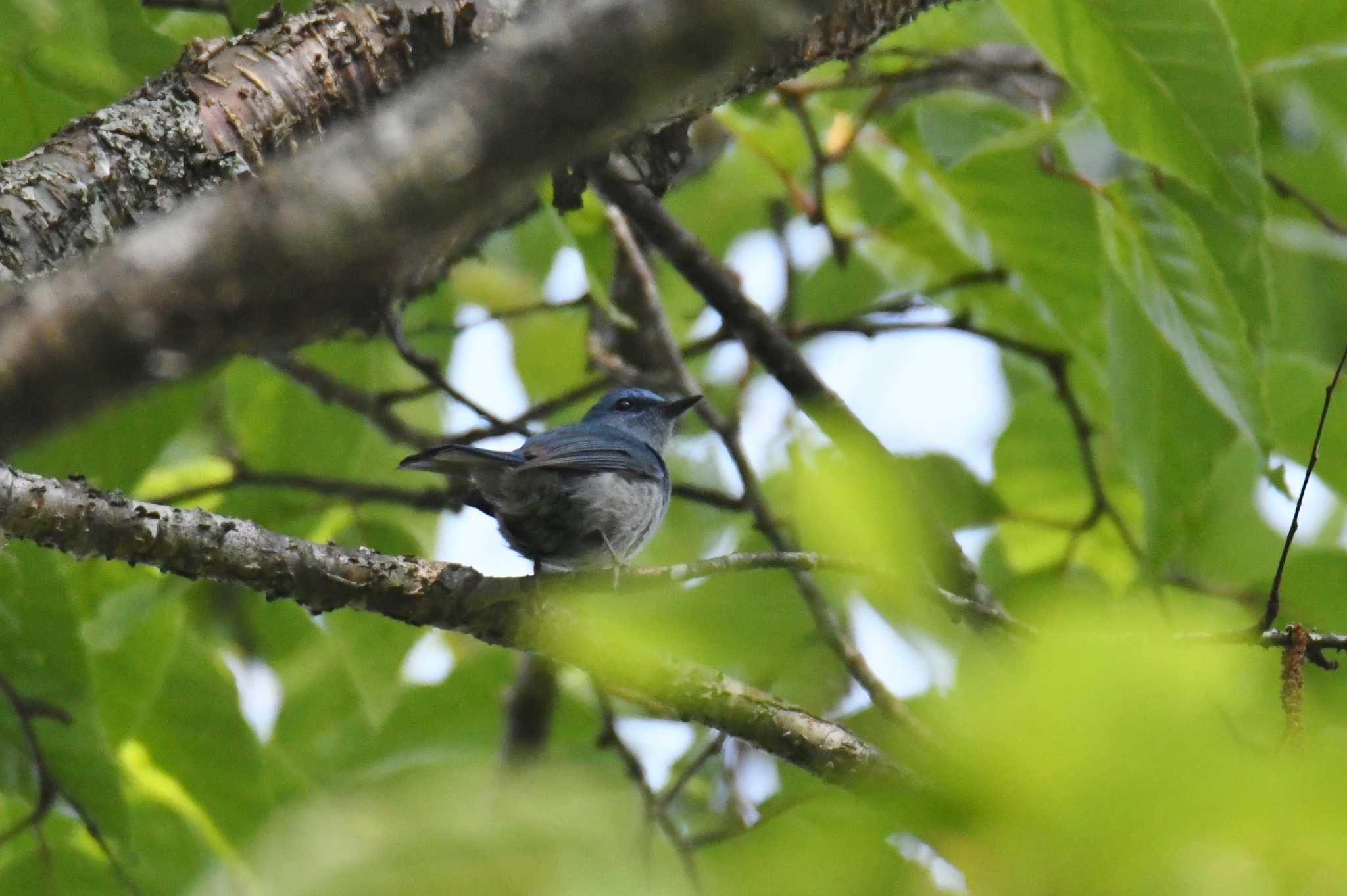 Pale Blue Flycatcher