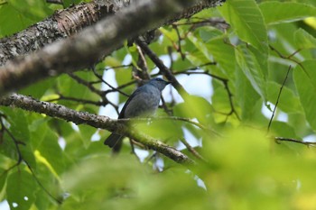 Pale Blue Flycatcher Doi Sanju Wed, 2/22/2023