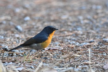 Slaty-backed Flycatcher Doi Sanju Wed, 2/22/2023