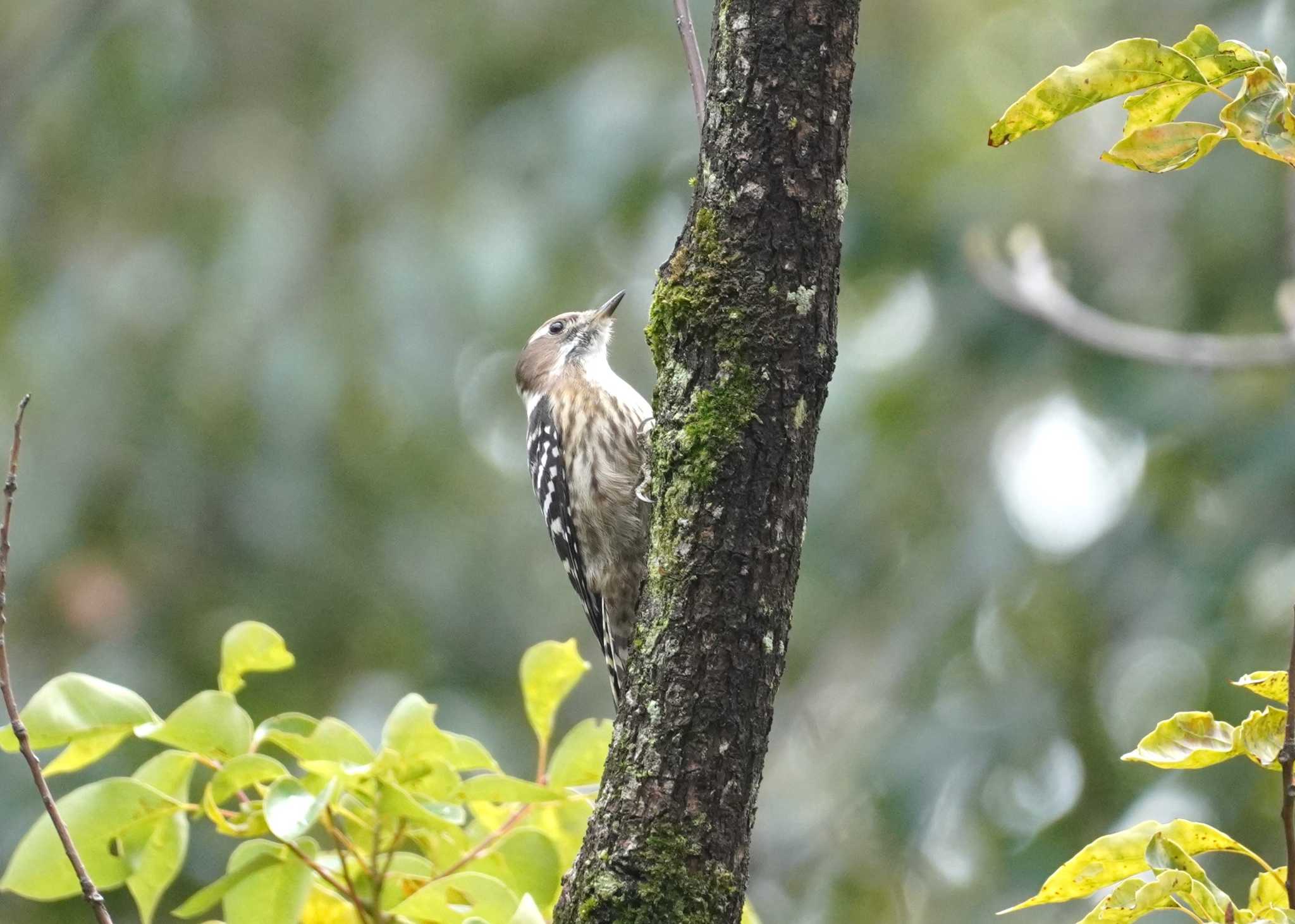 Japanese Pygmy Woodpecker