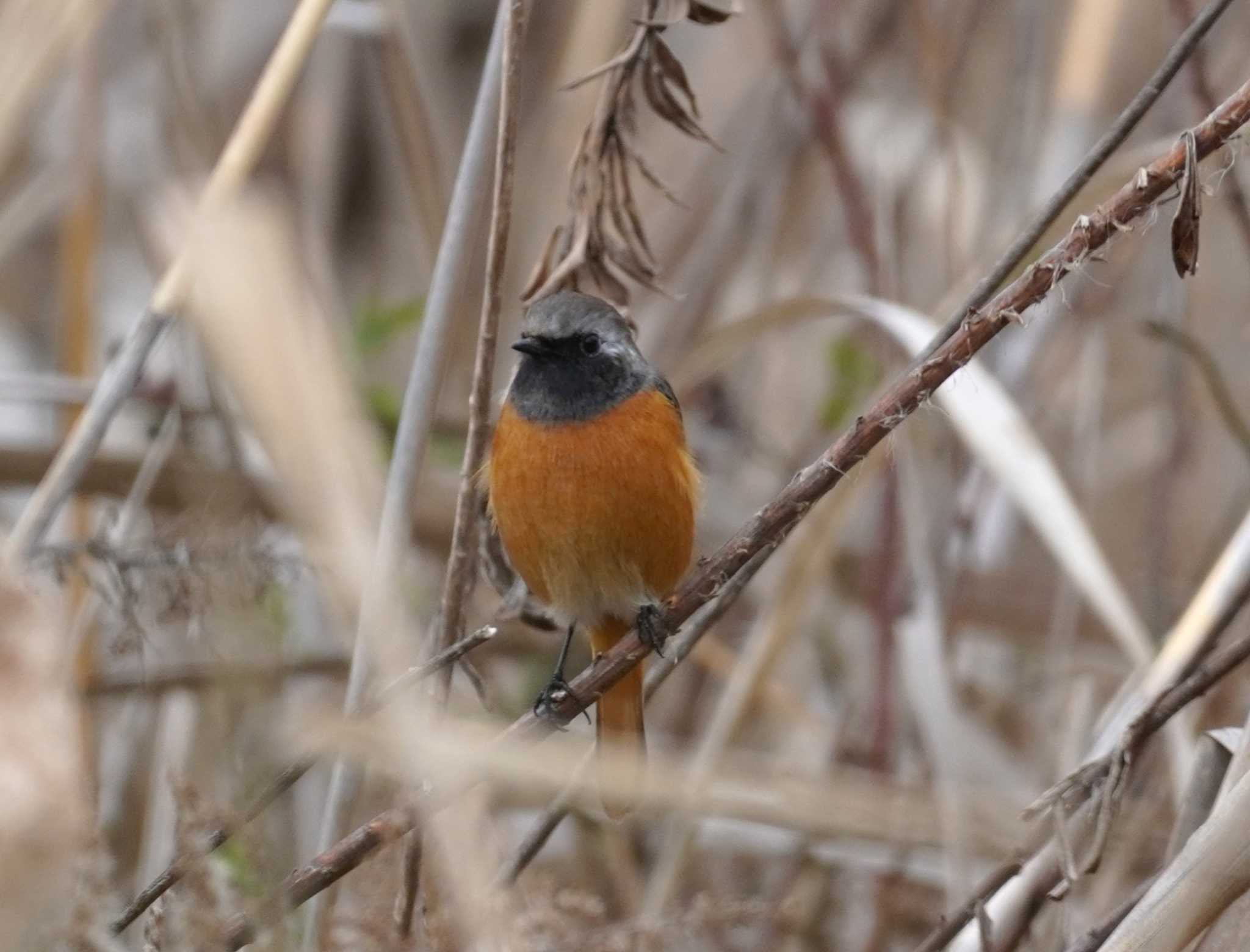 Daurian Redstart