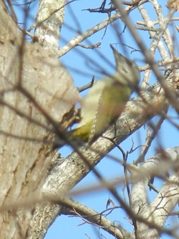 Grey-headed Woodpecker 野幌森林公園 Thu, 11/8/2018