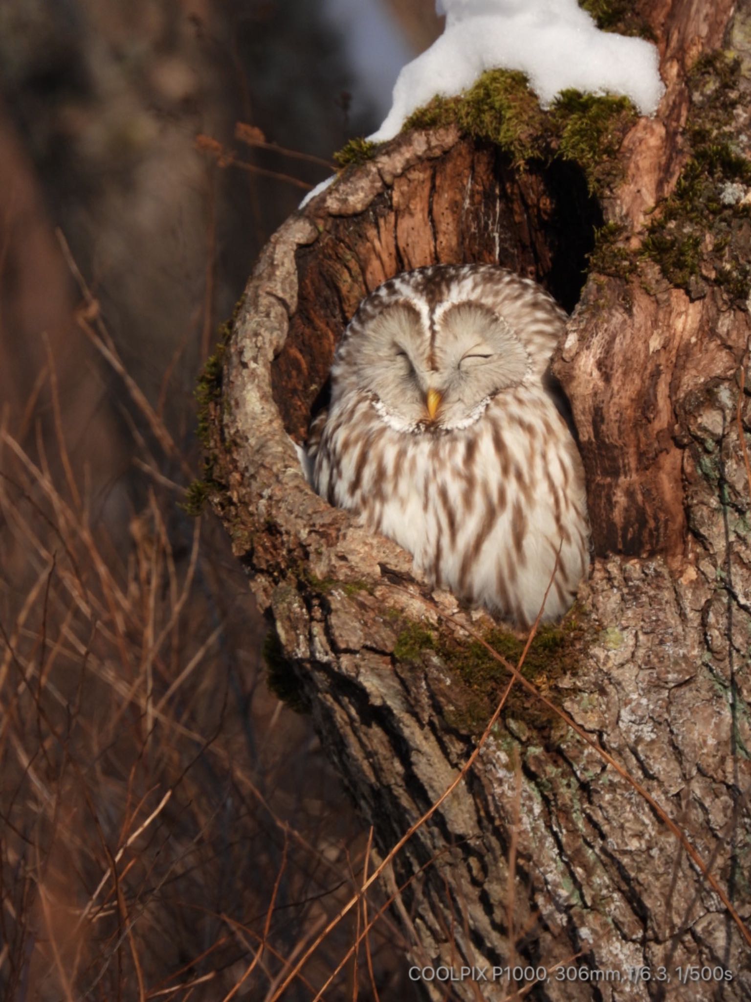 Photo of Ural Owl(japonica) at 北海道 by もみのき