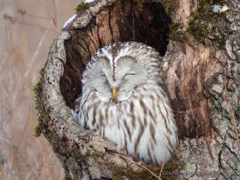 Ural Owl(japonica) 北海道 Thu, 1/4/2024