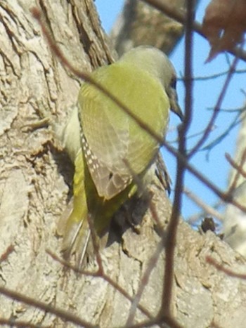 Grey-headed Woodpecker 野幌森林公園 Thu, 11/8/2018