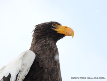 Steller's Sea Eagle 風蓮湖 Wed, 1/3/2024