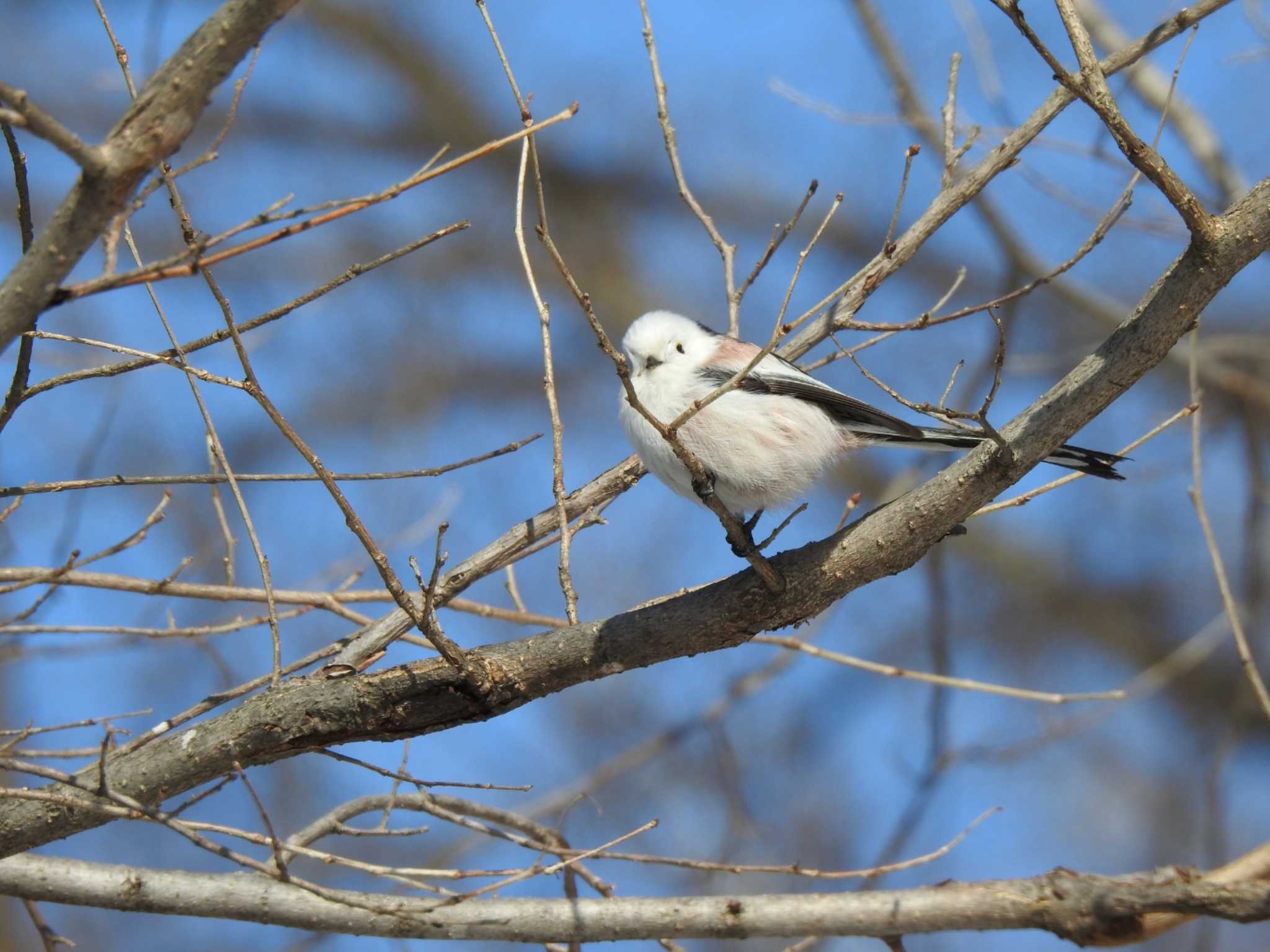 Long-tailed tit(japonicus)